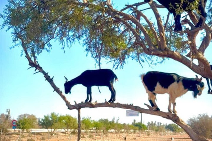 Tour por Paradise Valley con Cabras Trepadoras y Tour de Aceite de Argán