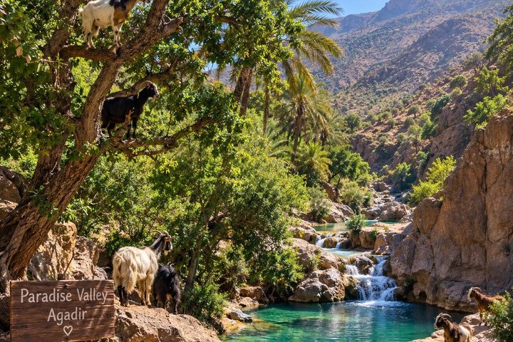Paradise Valley tur & Geder på Argan træer pakke fra Agadir