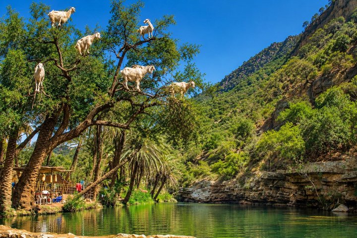 Paradise Valley tur & Geder på Argan træer pakke fra Agadir