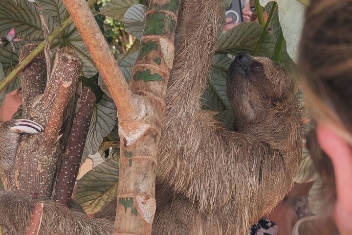 Roatan Monkeys & Sloths + Chocolate & Rum Tasting + Beach Break