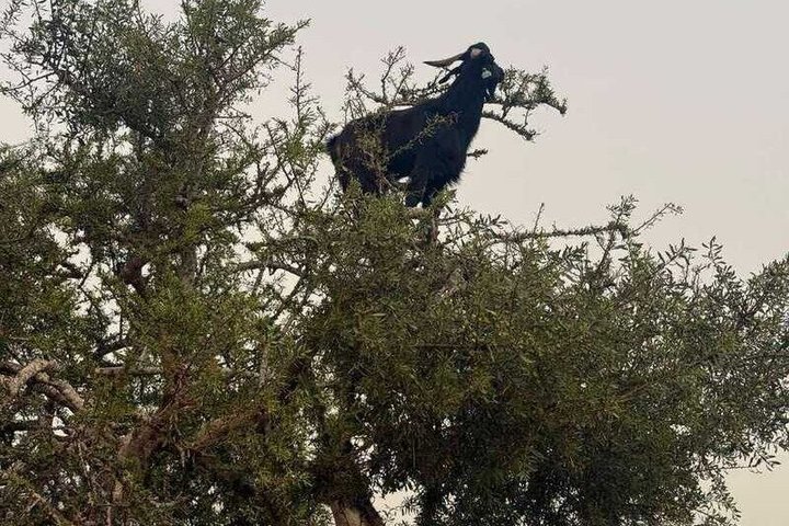 Agadir: Bilhete Crocoparc e passeio de cabras de escalada com transferência