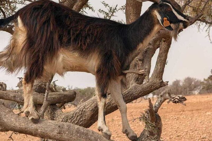 Agadir: Bilhete Crocoparc e passeio de cabras de escalada com transferência
