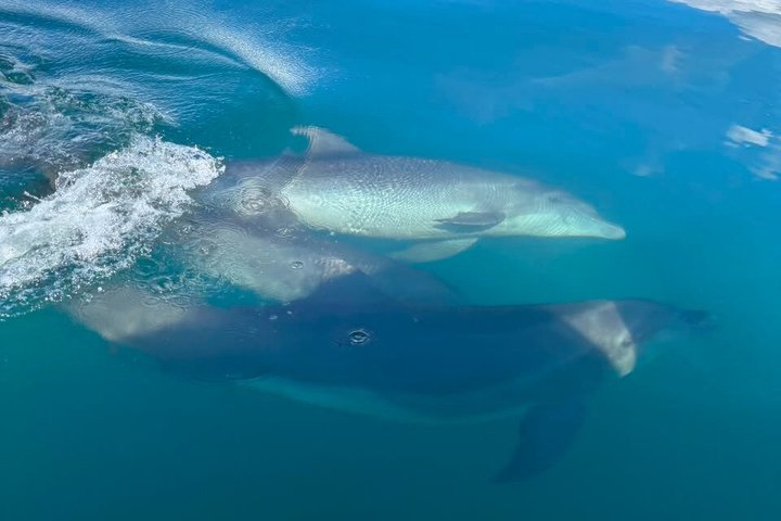 Hvalsafari med snorkling og fiske i Puerto Jiménez