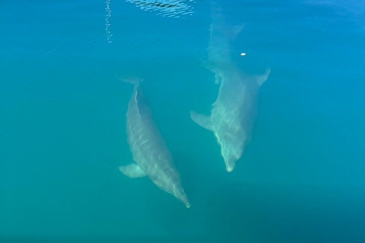 Hvalsafari med snorkling og fiske i Puerto Jiménez