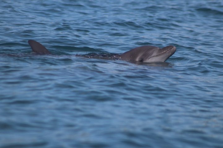 Hvalsafari med snorkling og fiske i Puerto Jiménez