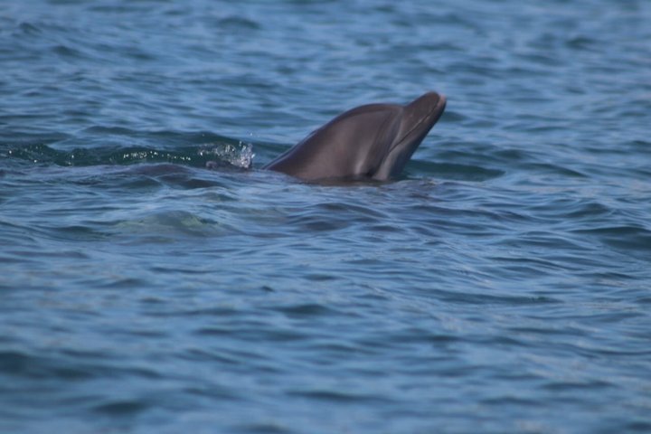 Hvalsafari med snorkling og fiske i Puerto Jiménez
