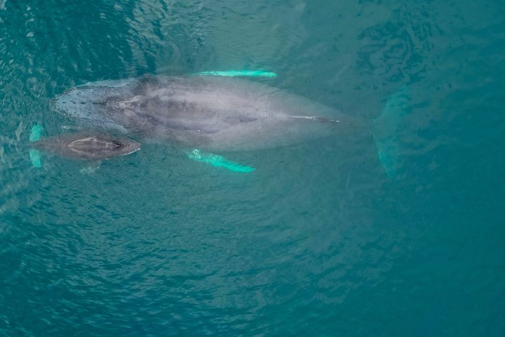 Hvalsafari med snorkling og fiske i Puerto Jiménez