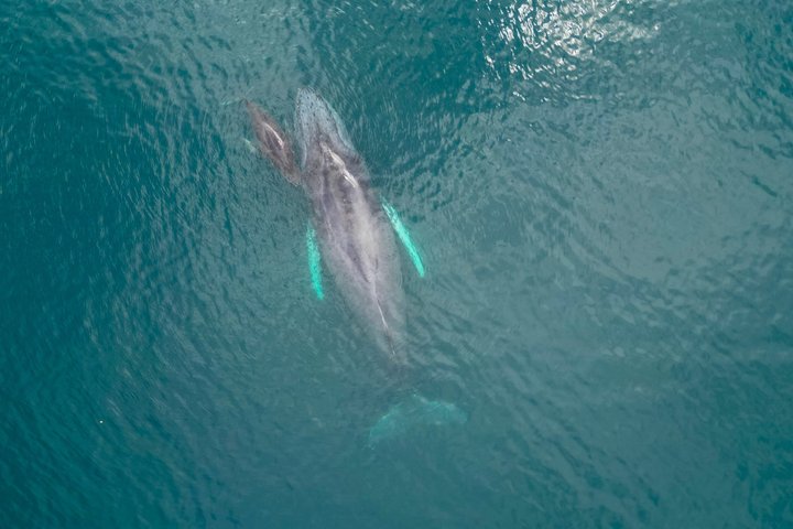 Hvalsafari med snorkling og fiske i Puerto Jiménez