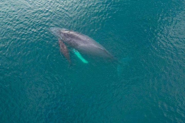 Hvalsafari med snorkling og fiske i Puerto Jiménez