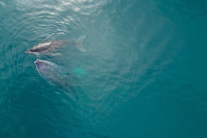 Hvalsafari med snorkling og fiske i Puerto Jiménez