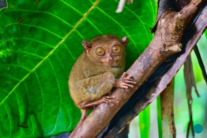 ¿Visitando Bohol? Explora a tu manera: Privado y flexible.