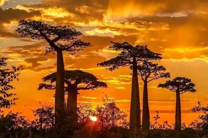 Morondava Tour : 3-dagars till Tsingy of Bemaraha & Baobab avenue